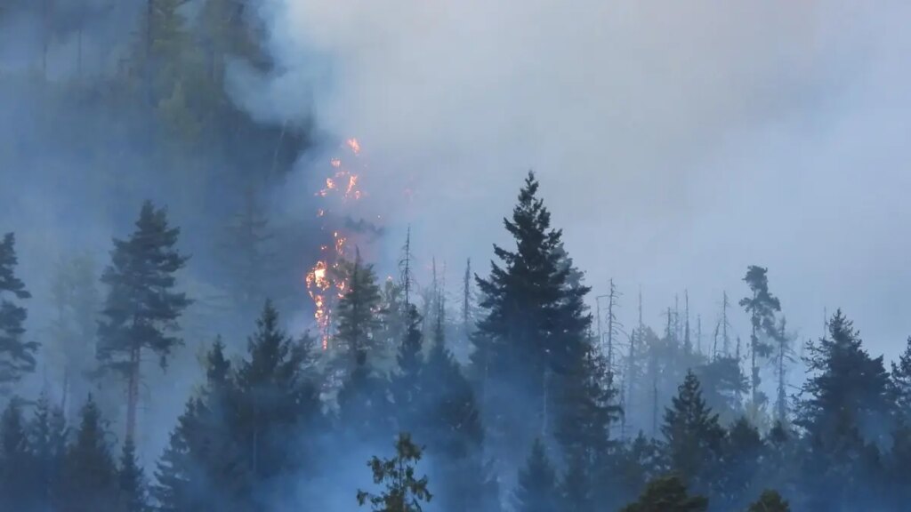 100 hectares of forest are burning in Czech Switzerland. Firefighters declared a special level of alarm