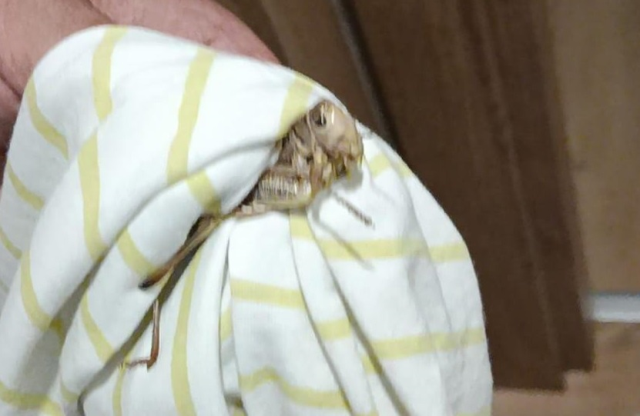 Giant locusts spreading from the Balkans were also seen in Bursa