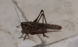 Giant locusts spreading from the Balkans were also seen in Bursa