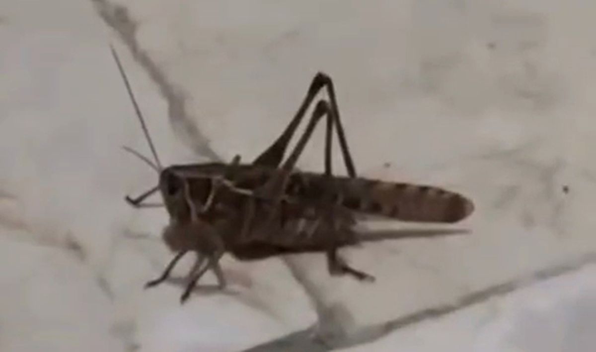 Giant locusts spreading from the Balkans were also seen in Bursa