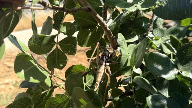 New address after Istanbul and Bursa! Giant grasshoppers spotted in another province