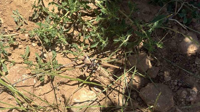 New address after Istanbul and Bursa! Giant grasshoppers spotted in another province