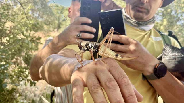 New address after Istanbul and Bursa! Giant grasshoppers spotted in another province