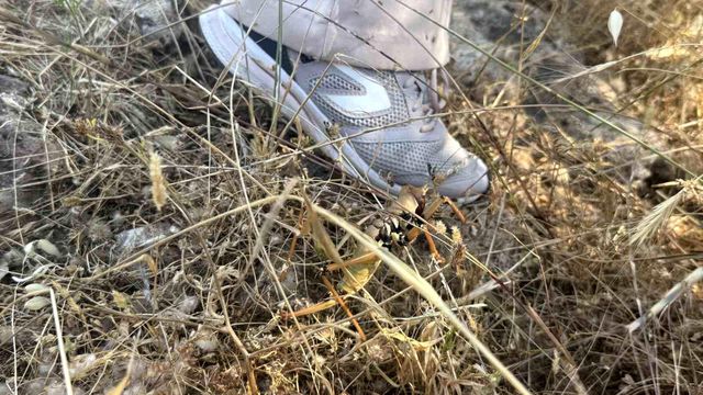 New address after Istanbul and Bursa! Giant grasshoppers spotted in another province