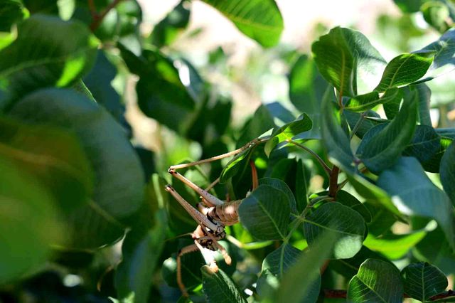 New address after Istanbul and Bursa! Giant grasshoppers spotted in another province