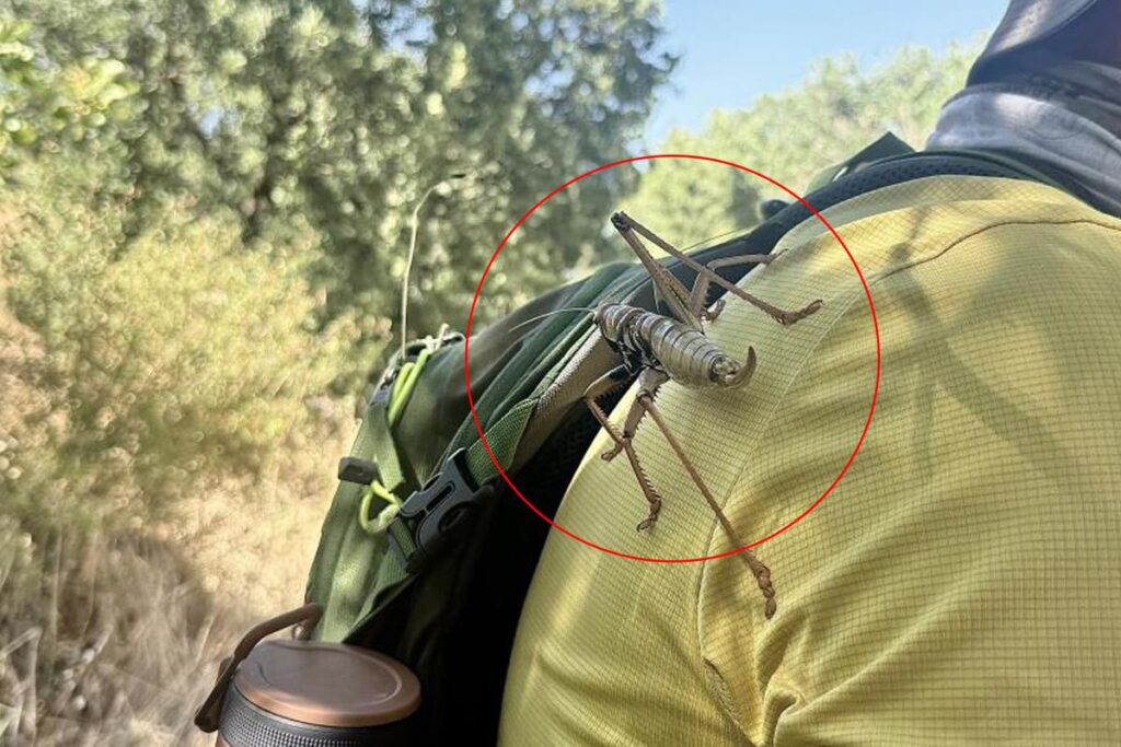 New address after Istanbul and Bursa! Giant grasshoppers spotted in another province