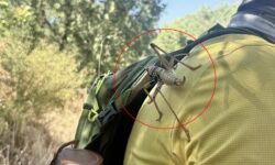 New address after Istanbul and Bursa! Giant grasshoppers spotted in another province