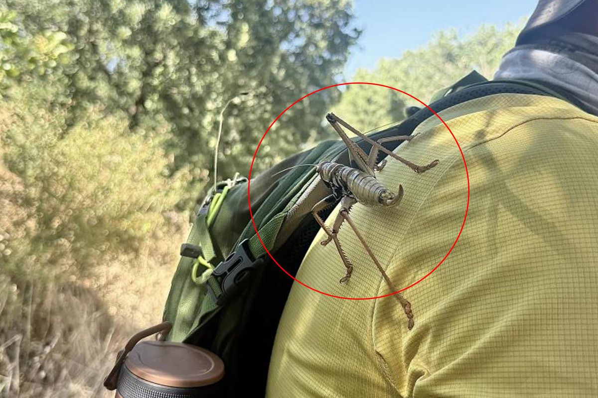 New address after Istanbul and Bursa! Giant grasshoppers spotted in another province
