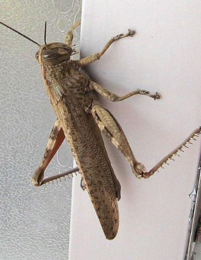 Has the locust invasion begun? Statement from the Ministry about the disturbing images