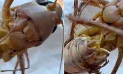Has the locust invasion begun? Statement from the Ministry about the disturbing images