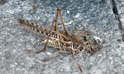 Giant Grasshoppers Seen in Bilecik
