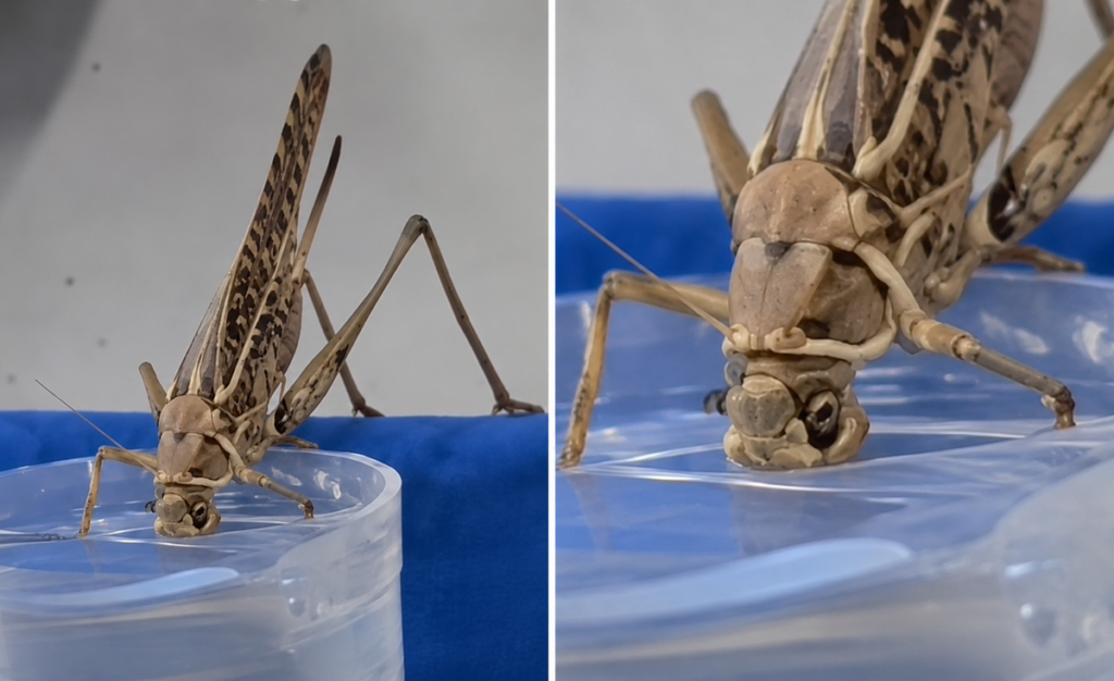 The moment when the giant grasshopper entered the house and drank water caused astonishment