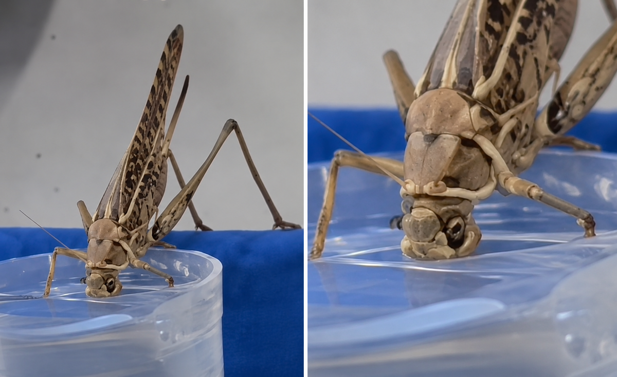 The moment when the giant grasshopper entered the house and drank water caused astonishment