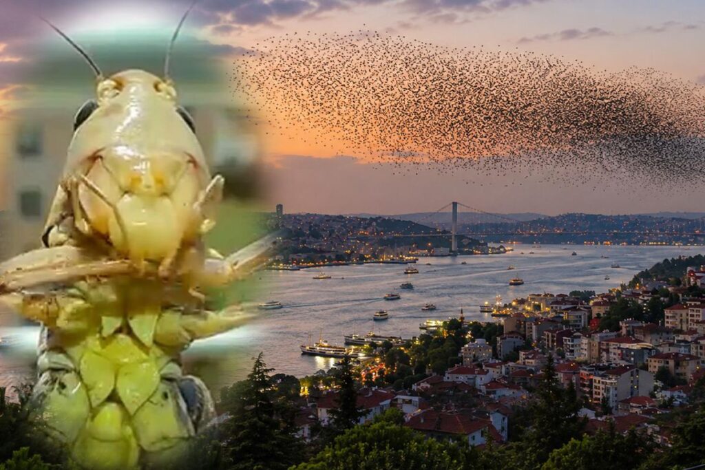 Sürüler halinde Türkiye