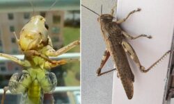 Why do they enter houses? The mystery of giant grasshoppers is solved