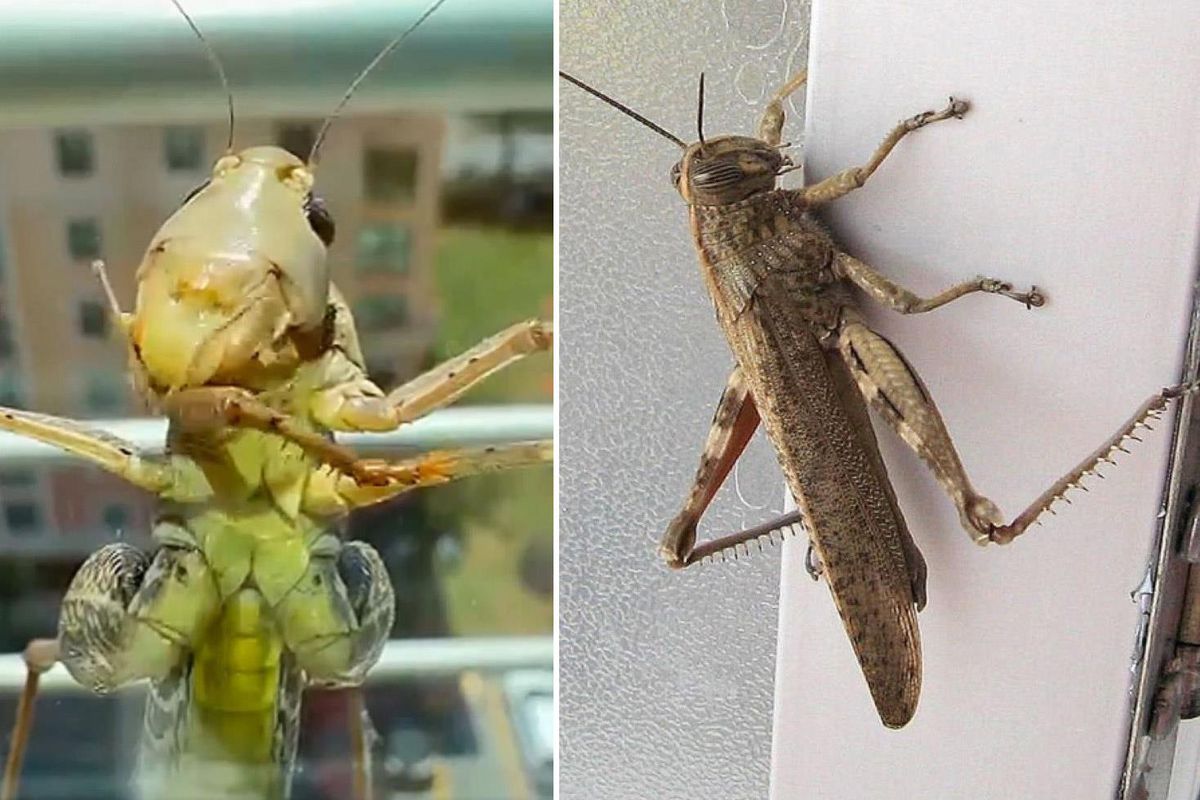 Why do they enter houses? The mystery of giant grasshoppers is solved
