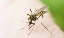 North Macedonia registers 50 cases, six new infected with West Nile fever, among them the first case in Kumanovo